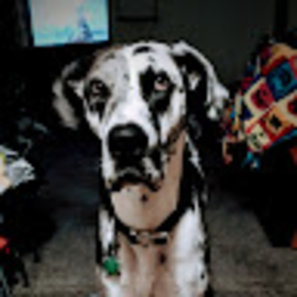 Meet your Posher, Alesha